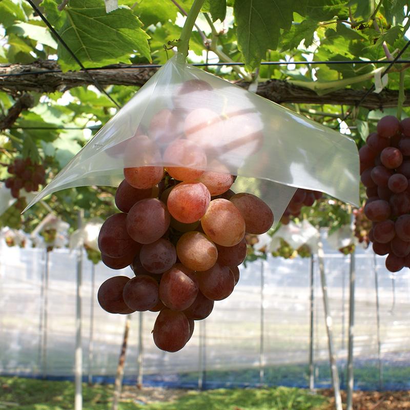 1000枚 270角 葡萄傘 ポリトーメー傘 553114 4582259926929 270×270mm 透明 ブドウ ぶどう用傘 星野 代引不可 |  | 01