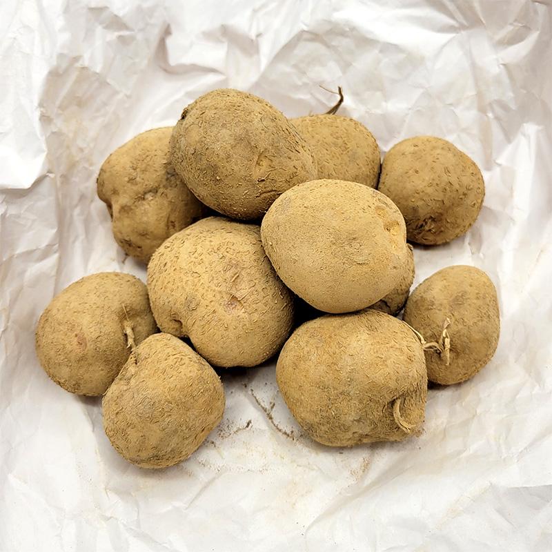 10kg 種芋 サッシー 混玉 ジャガイモ PVP じゃがいも栽培用 吉S DZ (海外持出禁止 登録品種名:サッシー 農林水産省品種登録:第17444号) | 