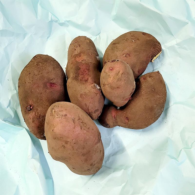 3kg 種芋 レッドムーン 混玉 ジャガイモ PVP じゃがいも栽培用 吉S DZ (登録品種名:レッド ムーン) | 