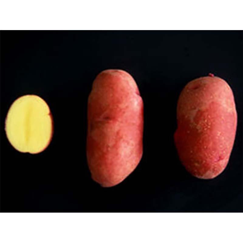 3kg 種芋 レッドムーン 混玉 ジャガイモ PVP じゃがいも栽培用 吉S DZ (登録品種名:レッド ムーン) |  | 01