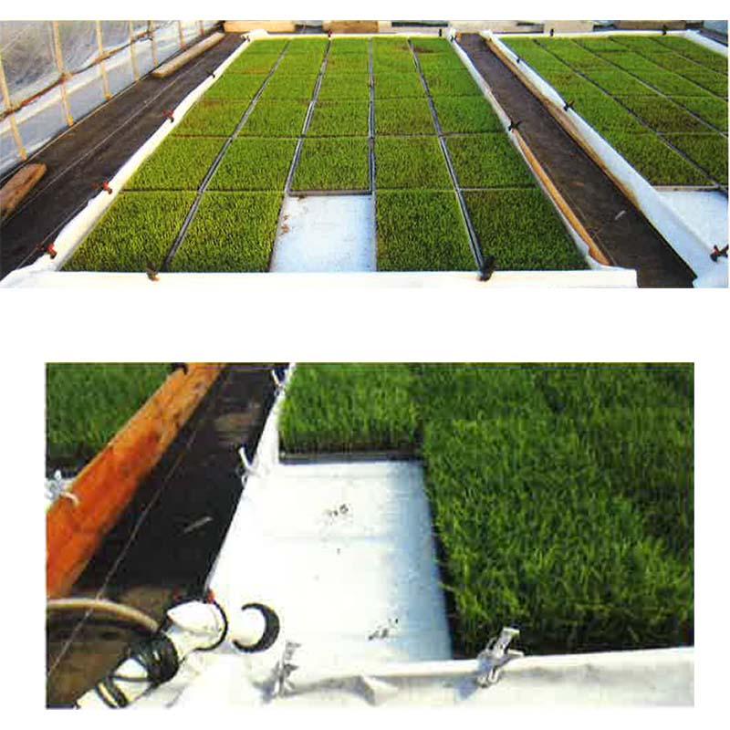水耕栽培育苗シート 幅 540cm×長さ 20m 育苗用 プールシート プール育苗 シート 丈夫で長持ち 日本マタイ 代引不可 |  | 01