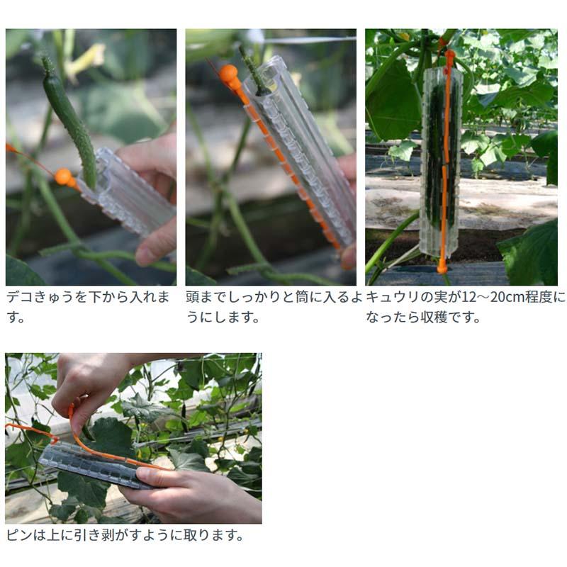 デコきゅう キュウリの型どりケース きゅうりの形 家庭菜園 星型 ハート型 カネコ種苗 DZ |  | 02