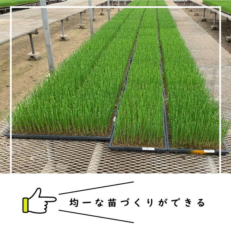 BPチェーンポット BP303 150冊 (個) 264鉢 播種 種まき 育苗 ネギ ニラ 軟弱野菜 bp303 チェーンポット 紙筒 ひっぱりくん ニッテン 日本甜菜製糖 タS D |  | 01