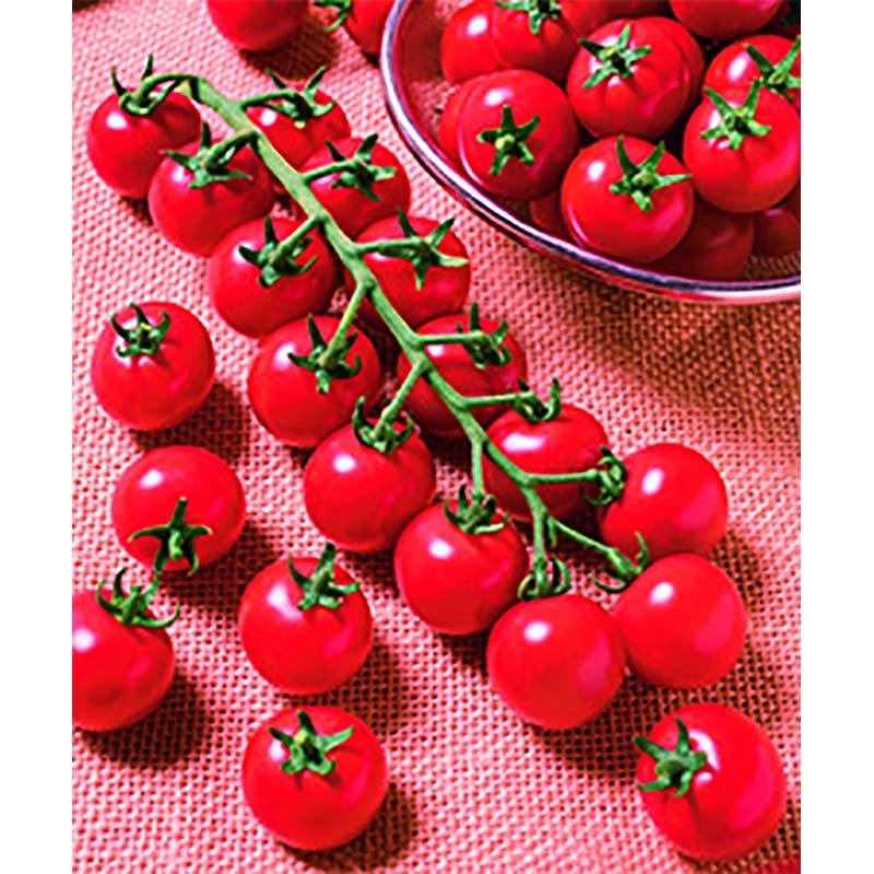 コート種子 1000粒 TY千果 ティーワイチカ ミニトマト 栽培用 タキイ種苗 米S 代引不可 (登録品種名：TTM106) |  | 01