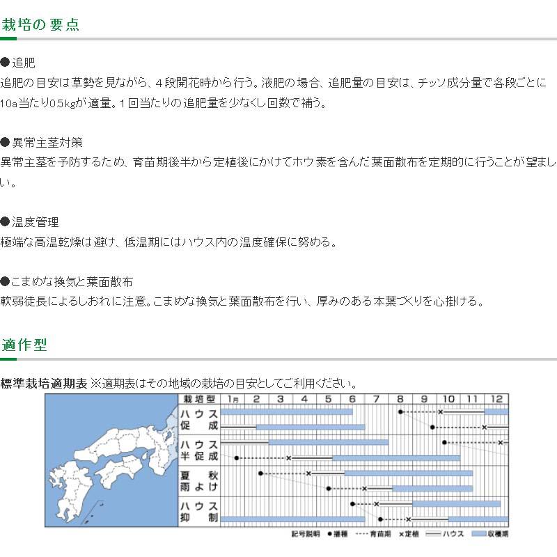コート種子 1000粒 TY千果 ティーワイチカ ミニトマト 栽培用 タキイ種苗 米S 代引不可 (登録品種名：TTM106) |  | 02