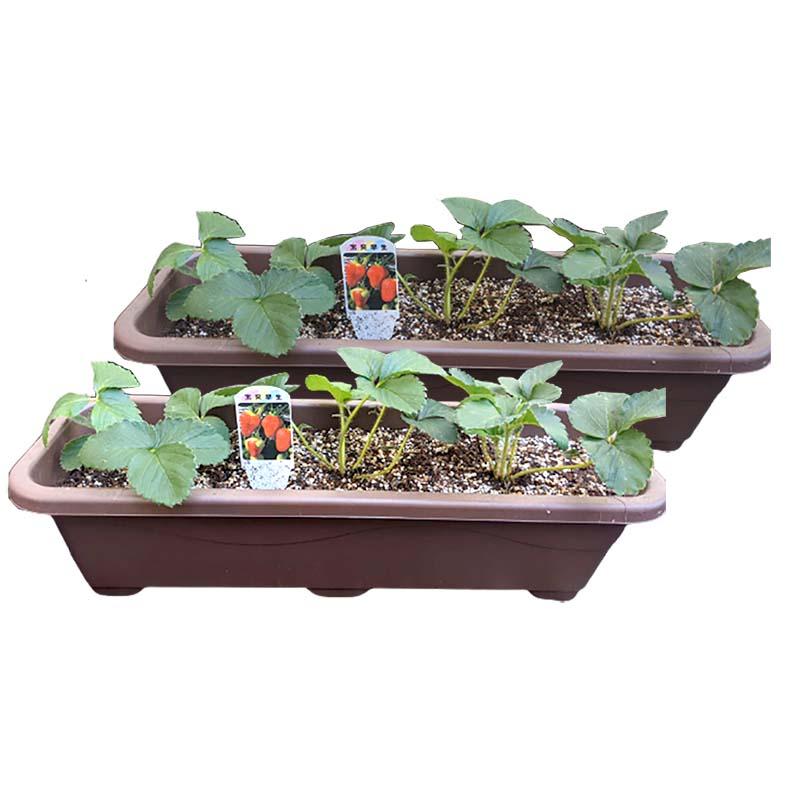 本州限定 プランター2個分 大きな割引 イチゴ 宝交早生 6株分 苺 代引不可 米s ガーデニング プランター いちご 家庭菜園