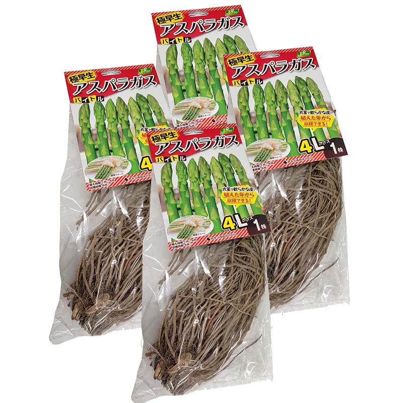 4株 バイトル アスパラガス苗 4Lサイズ 栽培用 カネコ種苗 DZ (登録品種名:バイトル) | 