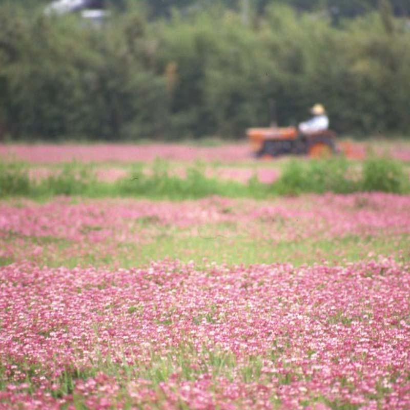 種 2kg レンゲ 地力増進 景観緑肥 れんげ 蓮華 雪印種苗 米S 代引不可 (登録品種名:レンゲ) | 