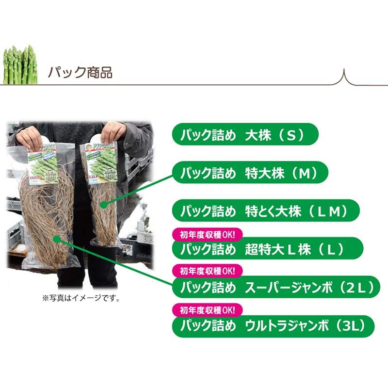 アスパラガス苗 スーパージャンボ 超超特大株 2L株 ウェルカム 栽培用 (登録品種名：ウェルカム) 吉S DZ |  | 02