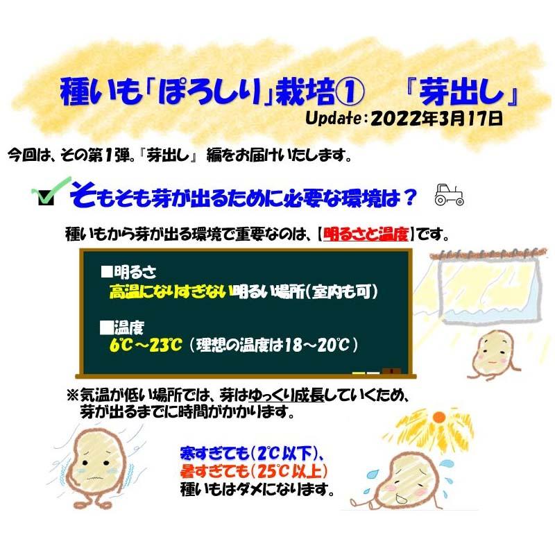 2球 栽培用種芋 ぽろしり カルビー ジャガイモ じゃがいも ポテト ポロシリ 2個 カ園 DZ (登録品種名:ぽろしり) |  | 01