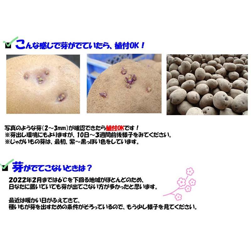 2球 栽培用種芋 ぽろしり カルビー ジャガイモ じゃがいも ポテト ポロシリ カ園 DZ |  | 02