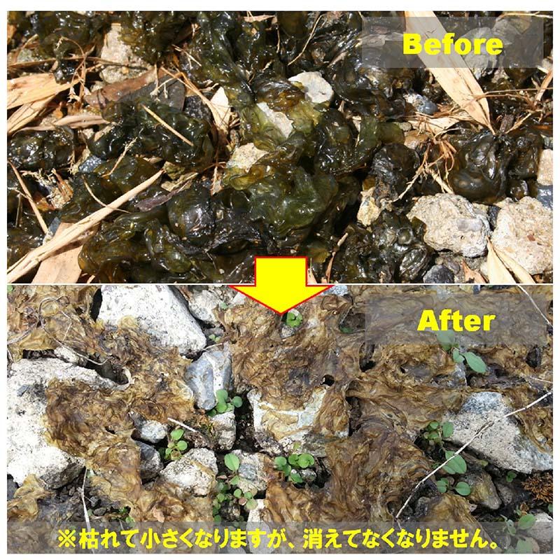 コケそうじイシクラゲ用 2L 濃縮液 濃縮タイプ 5倍希釈用 駆除 コケ掃除 こけ 苔 コケ 落とし 掃除 そうじ コンクリート タイル パネフリ タS DZ |  | 01