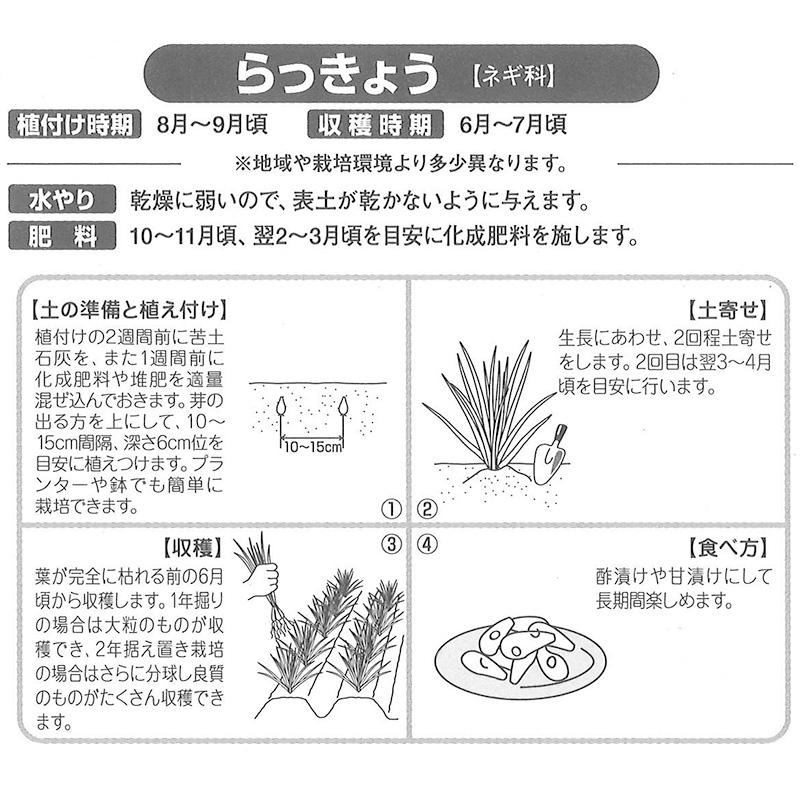 5kg 種ラッキョウ らっきょう 栽培用 家庭菜園 プロ農家 吉S DZ |  | 01