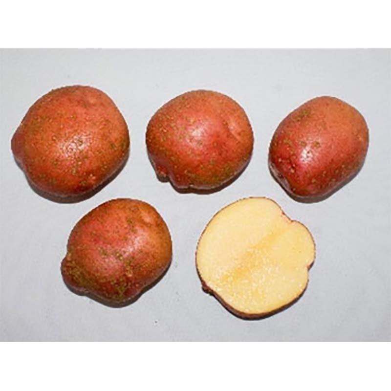1kg 種芋 アンデス 赤 混玉 アンデスレッド じゃがいも ジャガイモ 栽培用 吉S DZ |  | 01
