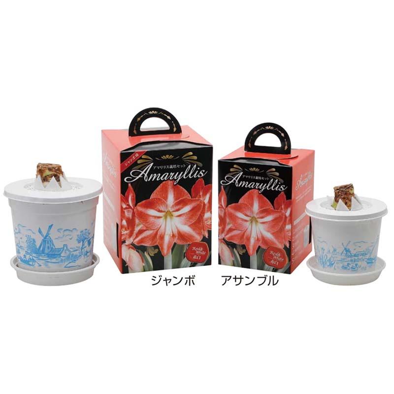 ポットアマリリス アサンブル型 ポットサイズ14cm (赤・白・ピンク・オレンジ・桃白・赤白) 栽培セット 球根 花 カネコ種苗 福S DZ |  | 01