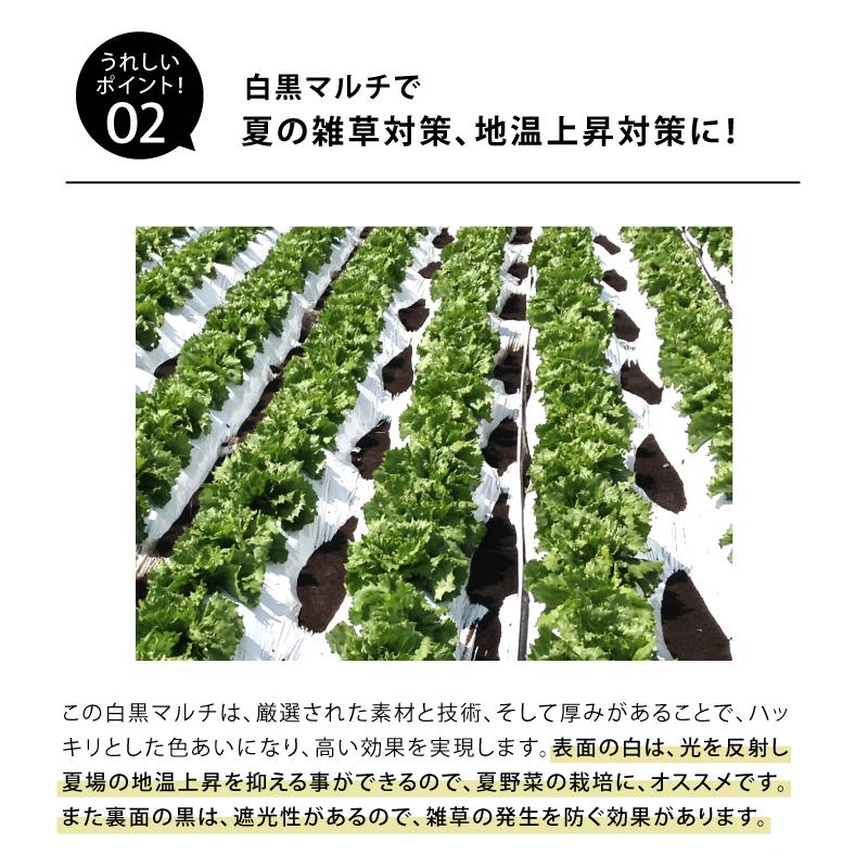 白黒マルチ 幅180cm シャイニングゼブラ 国産 穴なし センターライン入 白黒 マルチ シート 畑 地温 温度 抑制 レタス 白菜 栽培 防草 雑草対策 日A DZ |  | 03