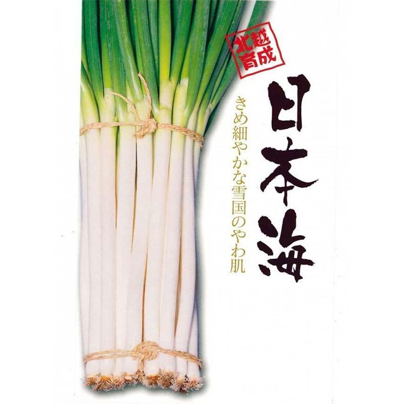 種子 20ml ネギ 日本海 北越育成 栽培用 野菜タネ 野菜種子 野菜のタネ 葱 長ネギ 葉物 北越農事 D | 