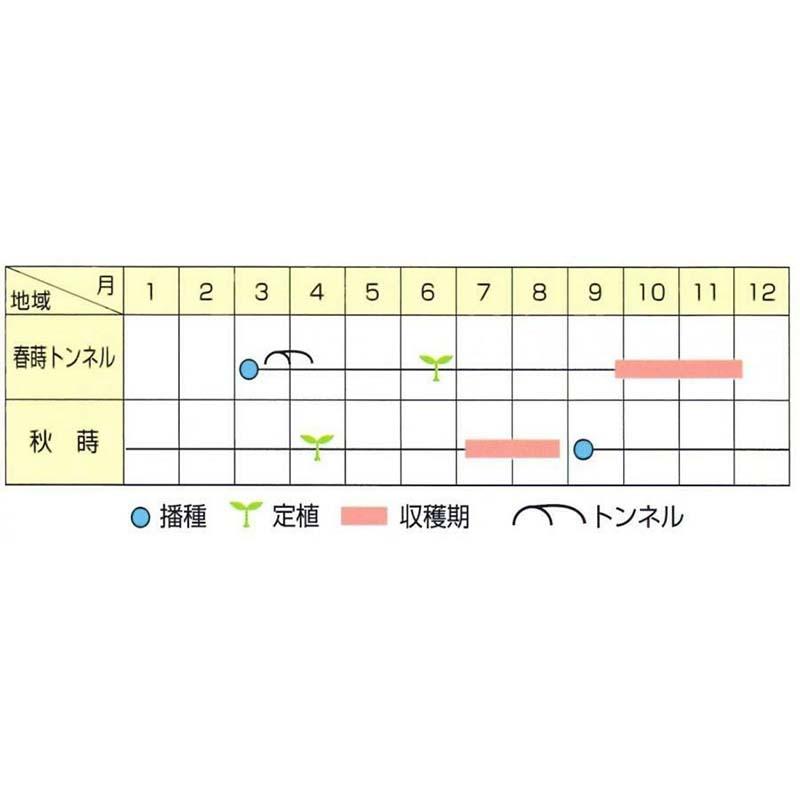種子 20ml ネギ 日本海 北越育成 栽培用 野菜タネ 野菜種子 野菜のタネ 葱 長ネギ 葉物 北越農事 D |  | 02