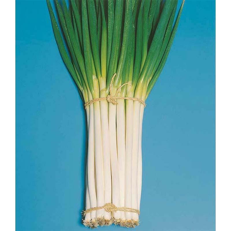 種子 20ml ネギ 日本海 北越育成 栽培用 野菜タネ 野菜種子 野菜のタネ 葱 長ネギ 葉物 北越農事 D |  | 03