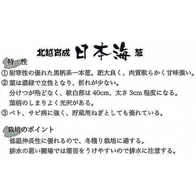 種子 2dl ネギ 日本海 北越育成 栽培用 野菜タネ 野菜種子 野菜のタネ 葱 長ネギ 葉物 北越農事 D |  | 01