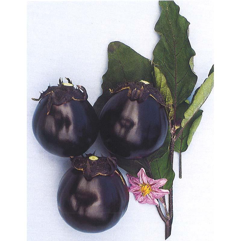 種子 20ml ナス 味丸 北越交配 栽培用 野菜タネ 野菜種子 野菜のタネ なす 茄子 北越農事 D | 