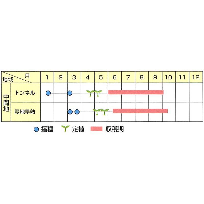 種子 20ml ナス 味丸 北越交配 栽培用 野菜タネ 野菜種子 野菜のタネ なす 茄子 北越農事 D |  | 02