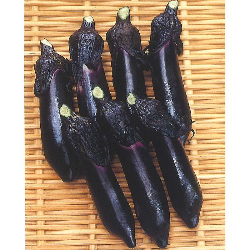 種子 0.8ml ナス ひとしお 北越交配 栽培用 野菜タネ 野菜種子 野菜のタネ なす 茄子 北越農事 D | 