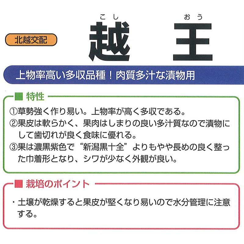 種子 0.6ml ナス 越王 小袋 こしおう 北越交配 栽培用 野菜タネ 野菜種子 野菜のタネ なす 茄子 北越農事 D |  | 01