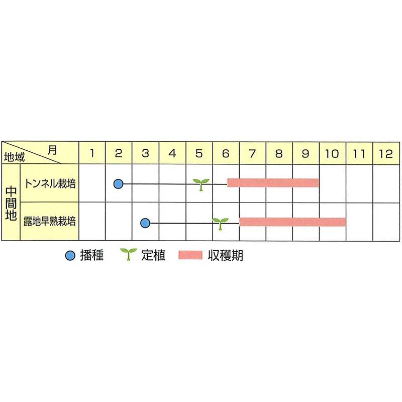 種子 20ml ナス 越王 小袋 こしおう 北越交配 栽培用 野菜タネ 野菜種子 野菜のタネ なす 茄子 北越農事 D |  | 02
