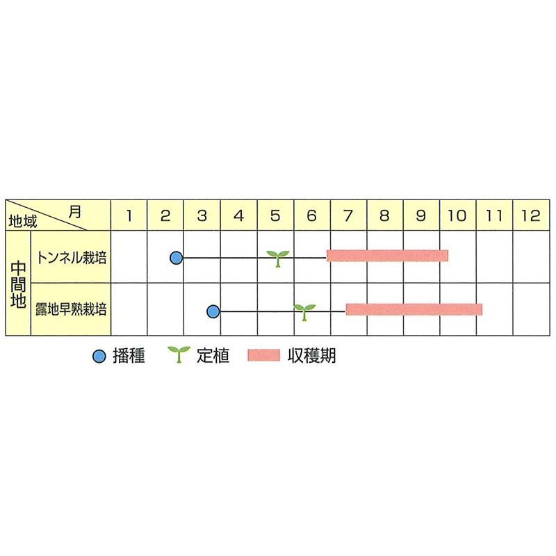 種子 0.6ml ナス 新潟黒十全 小袋 北越交配 栽培用 野菜タネ 野菜種子 野菜のタネ なす 茄子 北越農事 D |  | 02