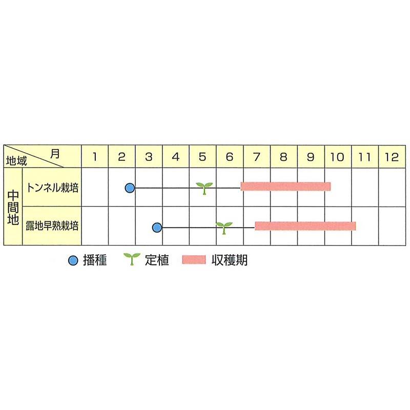 種子 20ml ナス みずほ十全 北越交配 栽培用 野菜タネ 野菜種子 野菜のタネ なす 茄子 北越農事 D |  | 02