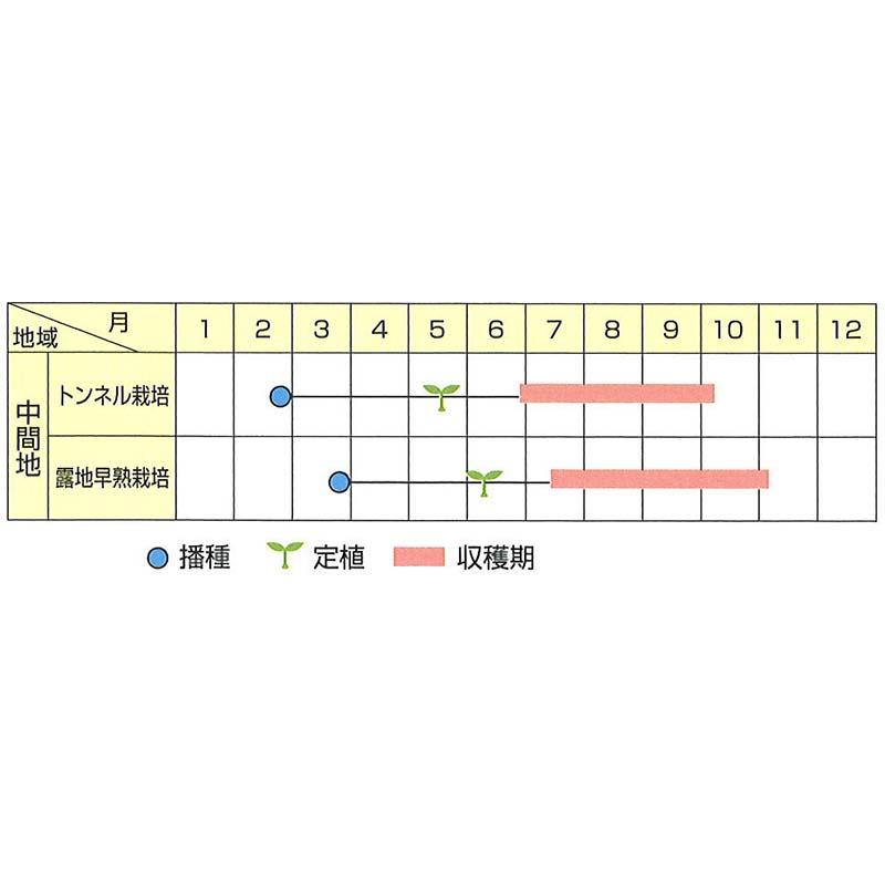 種子 20ml ナス 夏水 かすい 北越交配 栽培用 野菜タネ 野菜種子 野菜のタネ なす 茄子 北越農事 D |  | 02