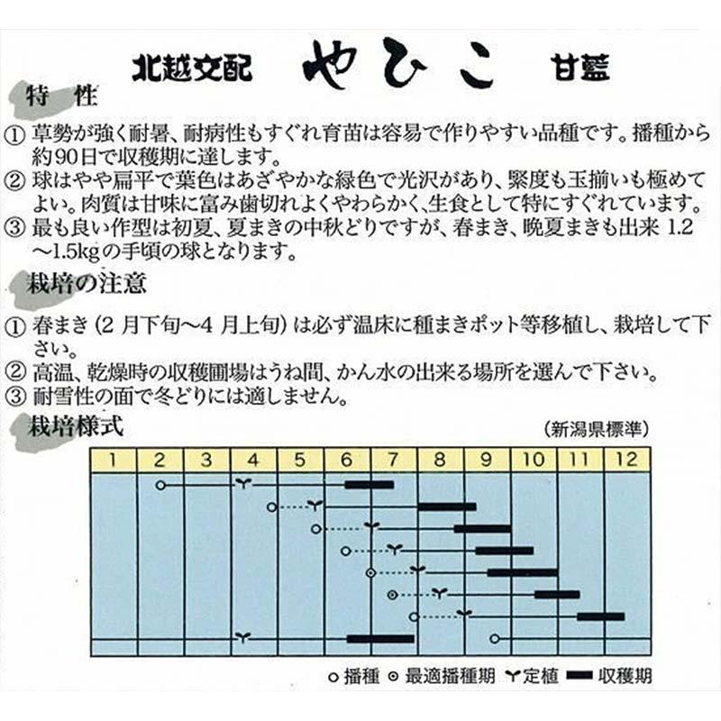 種子 20ml キャベツ やひこ 北越交配 栽培用 野菜タネ 野菜種子 野菜のタネ 甘藍 北越農事 D |  | 01