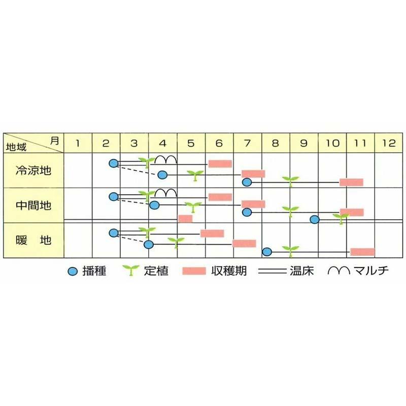 種子 20ml キャベツ やひこ 北越交配 栽培用 野菜タネ 野菜種子 野菜のタネ 甘藍 北越農事 D |  | 02