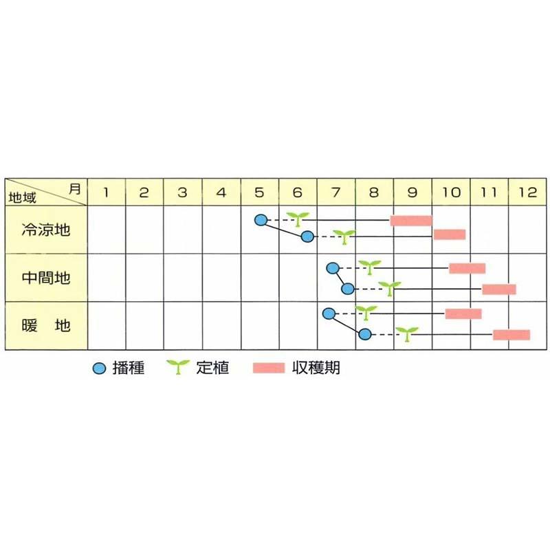 種子 20ml キャベツ やひこA号 北越交配 栽培用 野菜タネ 野菜種子 野菜のタネ 甘藍 北越農事 D |  | 02