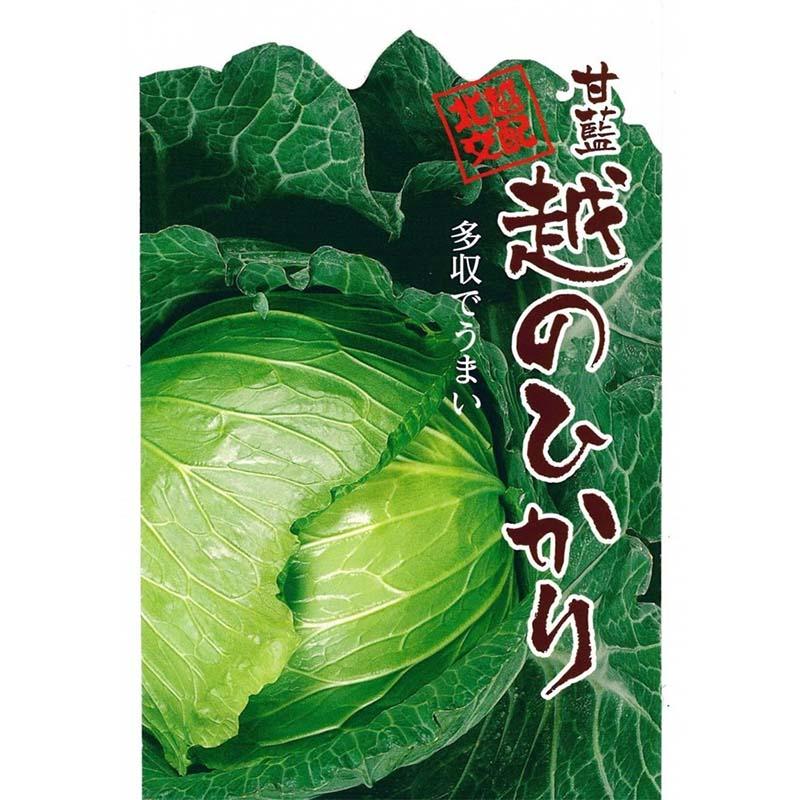 種子 1.2ml キャベツ 越のひかり 北越交配 栽培用 野菜タネ 野菜種子 野菜のタネ 甘藍 北越農事 D | 
