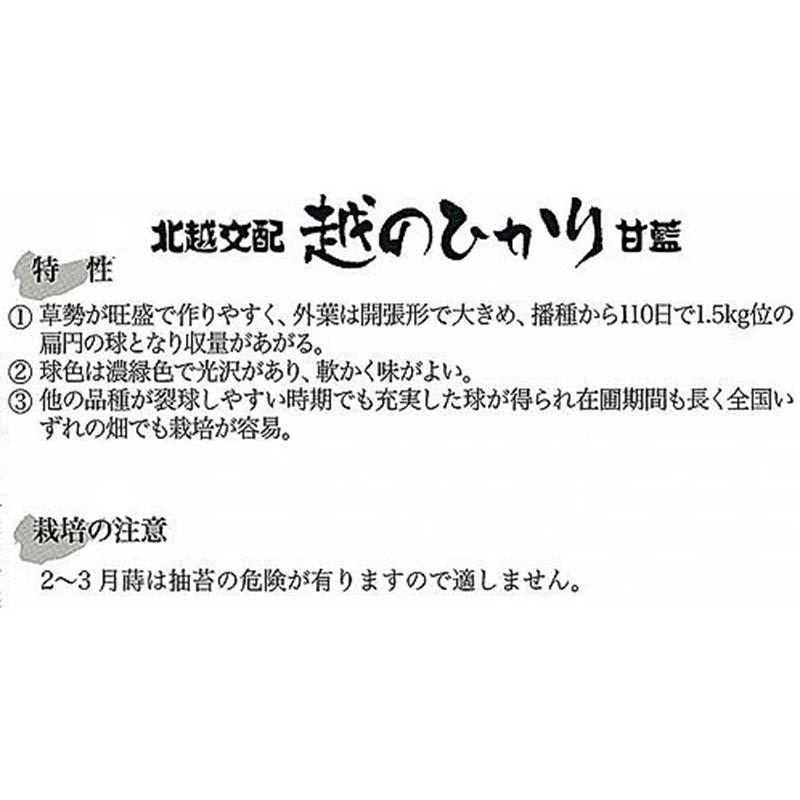 種子 1.0ml キャベツ 越のひかり 北越交配 栽培用 野菜タネ 野菜種子 野菜のタネ 甘藍 北越農事 D |  | 01
