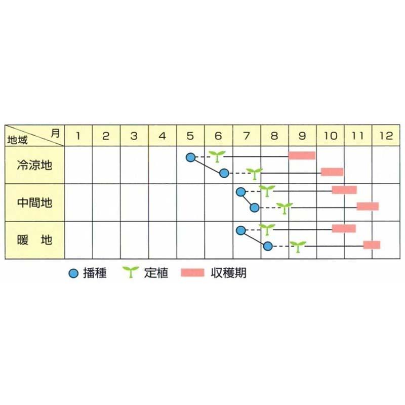 種子 20ml キャベツ 越のひかり 北越交配 栽培用 野菜タネ 野菜種子 野菜のタネ 甘藍 北越農事 D |  | 02