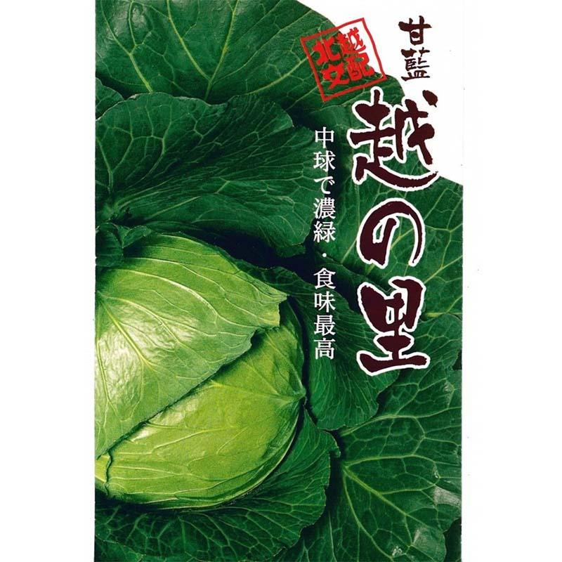 種子 1.2ml キャベツ 越の里 北越交配 栽培用 野菜タネ 野菜種子 野菜のタネ 甘藍 北越農事 D | 