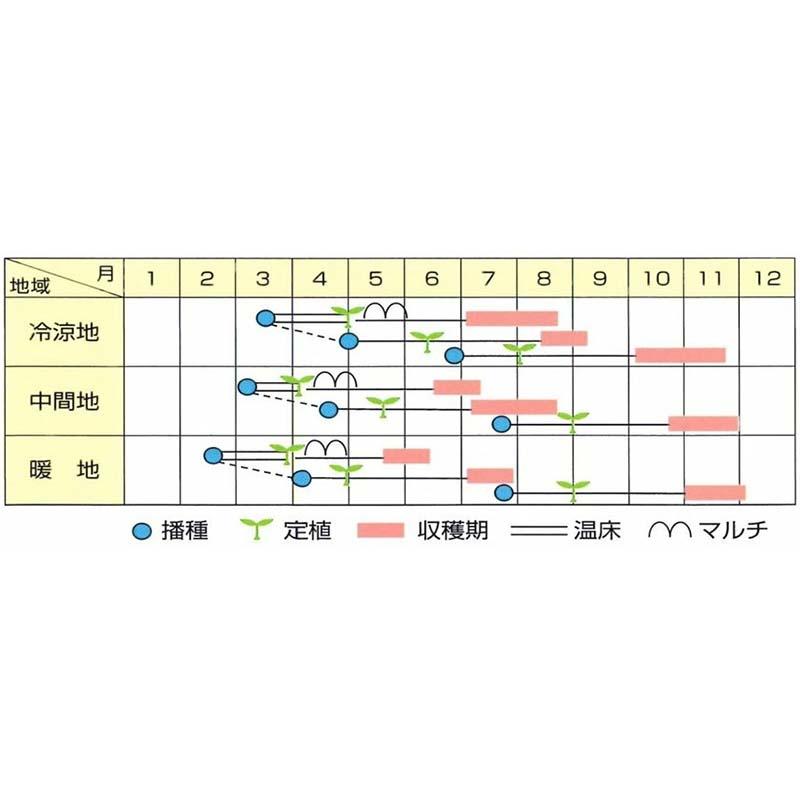 種子 1.2ml キャベツ 越の里 北越交配 栽培用 野菜タネ 野菜種子 野菜のタネ 甘藍 北越農事 D |  | 02
