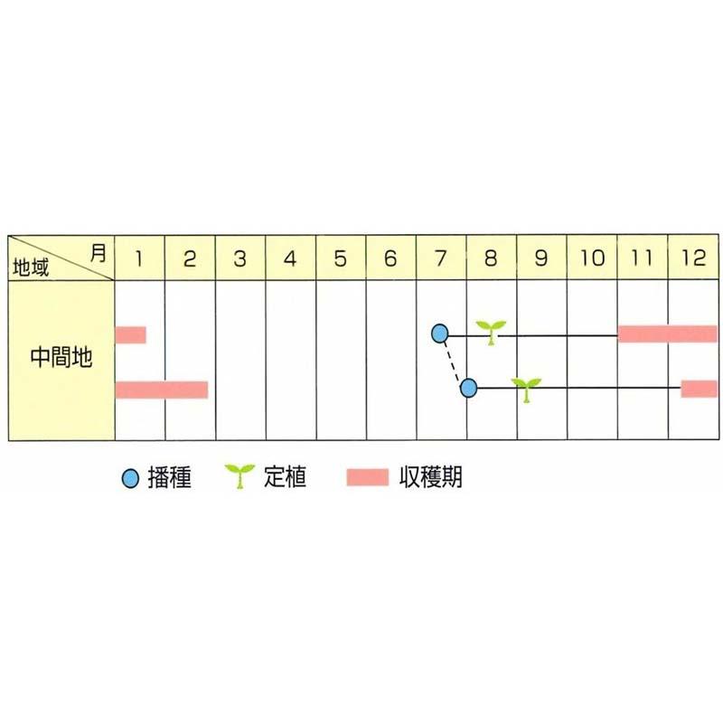 種子 1.2ml キャベツ 雪みどり 北越交配 栽培用 野菜タネ 野菜種子 野菜のタネ 甘藍 北越農事 D |  | 02