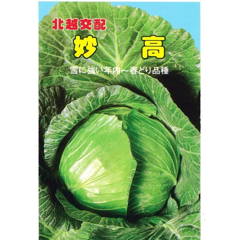 種子 1.2ml キャベツ 妙高 北越交配 栽培用 野菜タネ 野菜種子 野菜のタネ 甘藍 北越農事 D | 