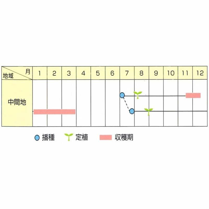 種子 1.2ml キャベツ 妙高 北越交配 栽培用 野菜タネ 野菜種子 野菜のタネ 甘藍 北越農事 D |  | 02