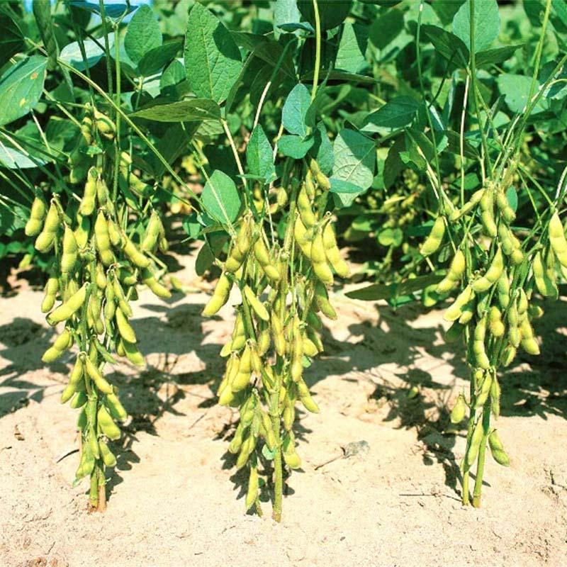 種子 1L 枝豆 新小平方茶豆 北越育成 栽培用 野菜タネ 野菜種子 野菜のタネ エダマメ 北越農事 D |  | 03