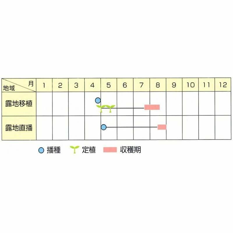 種子 1dl 枝豆 新小平方茶豆 北越育成 栽培用 野菜タネ 野菜種子 野菜のタネ エダマメ 北越農事 D |  | 02