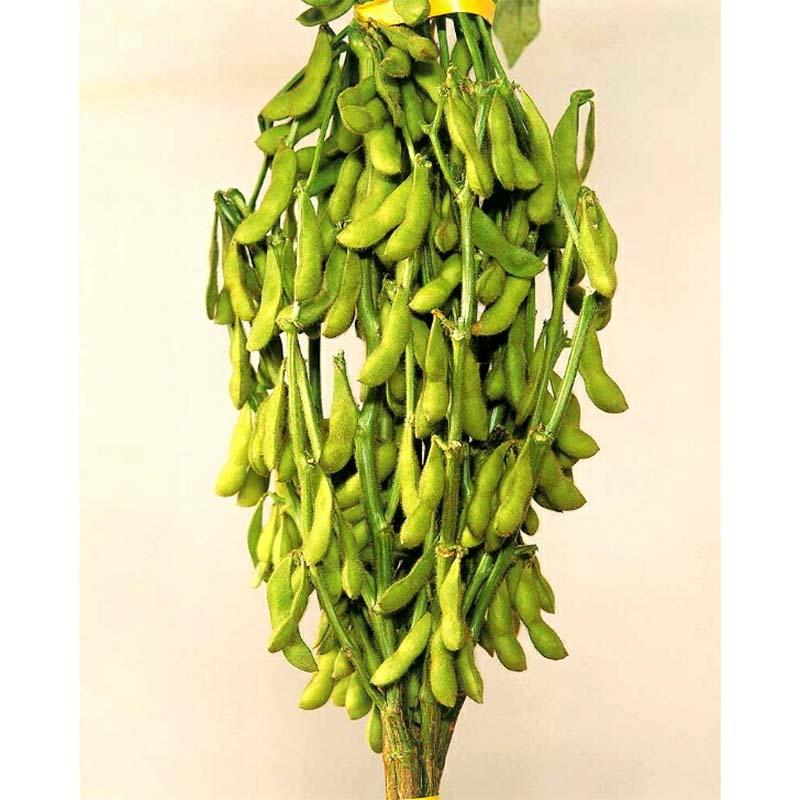 種子 1L 枝豆 越後娘 北越育成 栽培用 野菜タネ 野菜種子 野菜のタネ エダマメ 北越農事 D |  | 03