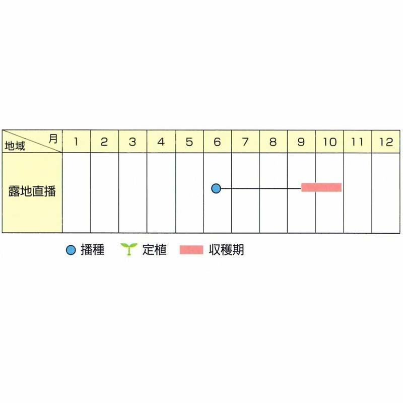種子 1dl 枝豆 越後娘 北越育成 栽培用 野菜タネ 野菜種子 野菜のタネ エダマメ 北越農事 D |  | 02