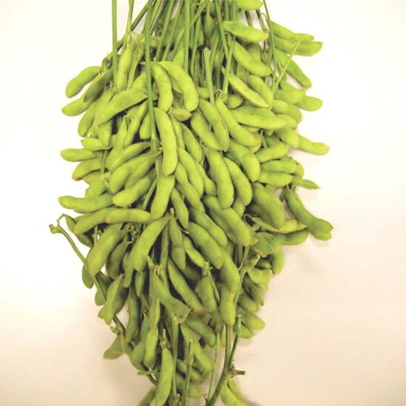 種子 1L 枝豆 越の秋姫 北越育成 栽培用 野菜タネ 野菜種子 野菜のタネ エダマメ 北越農事 D |  | 03