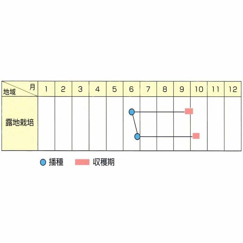 種子 1dl 枝豆 越の秋姫 北越育成 栽培用 野菜タネ 野菜種子 野菜のタネ エダマメ 北越農事 D |  | 02