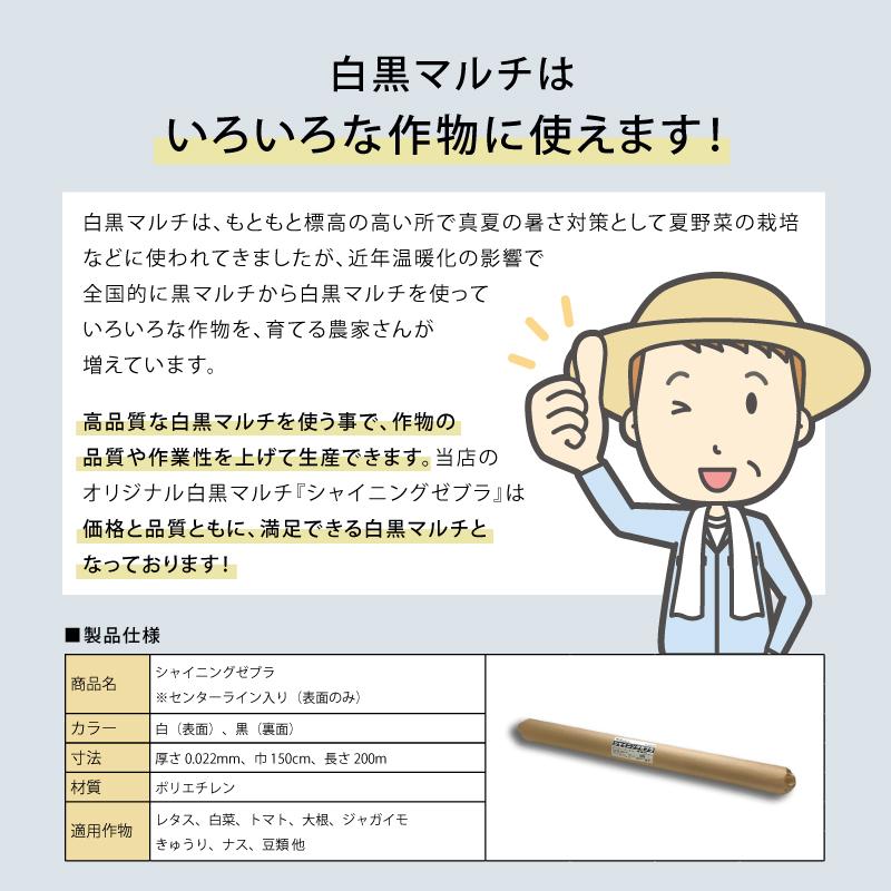 2本 白黒マルチ 幅150cm シャイニングゼブラ 国産 穴なし センターライン入 白黒 マルチ シート 畑 地温 温度 抑制 レタス 白菜 防草 雑草対策 日A DZ |  | 06